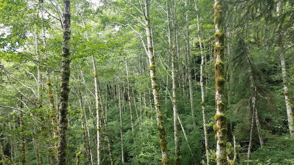 red-alder-forest-oregon